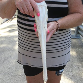 A-Grade 14" Longnose Gar Skull 