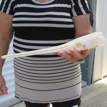 A-Grade 14" Longnose Gar Skull 