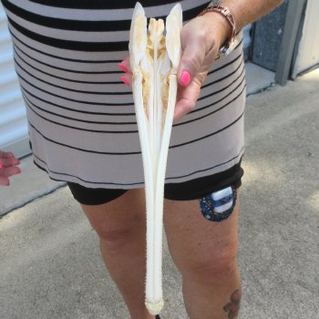 A-Grade 14" Longnose Gar Skull 