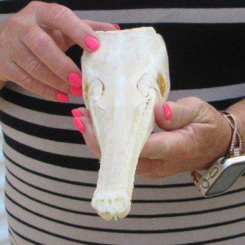 A-Grade 15-1/4" Longnose Gar Skull 