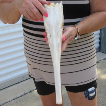 A-Grade 15-1/4" Longnose Gar Skull 