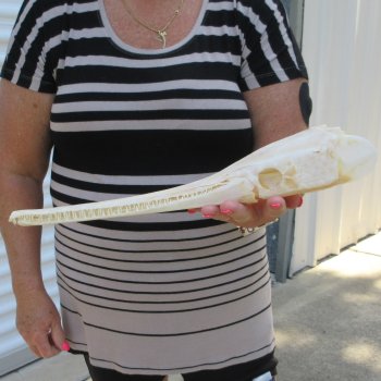 A-Grade 15-1/4" Longnose Gar Skull 