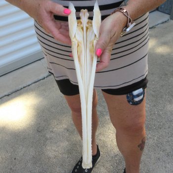 A-Grade 15-1/4" Longnose Gar Skull 