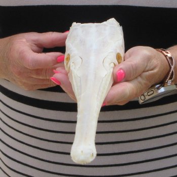 A-Grade 15" Longnose Gar Skull 