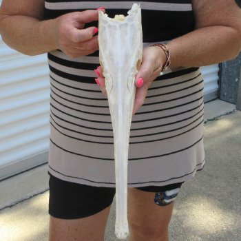 A-Grade 15" Longnose Gar Skull 