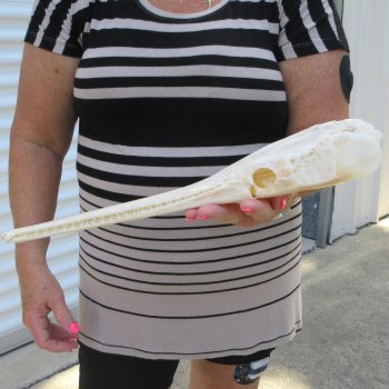 A-Grade 15" Longnose Gar Skull 