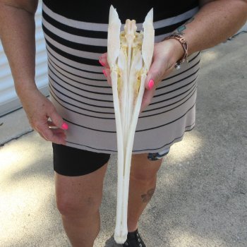 A-Grade 15" Longnose Gar Skull 