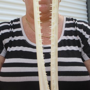 A-Grade 15" Longnose Gar Skull 