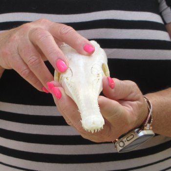A-Grade 13" Longnose Gar Skull 