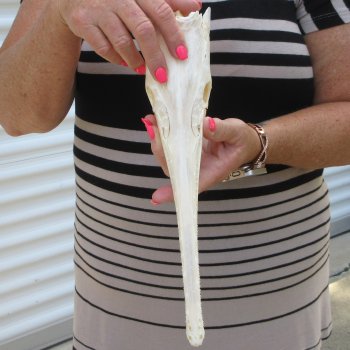 A-Grade 13" Longnose Gar Skull 
