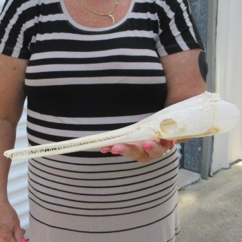 A-Grade 13" Longnose Gar Skull 