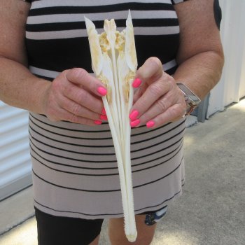 A-Grade 13" Longnose Gar Skull 