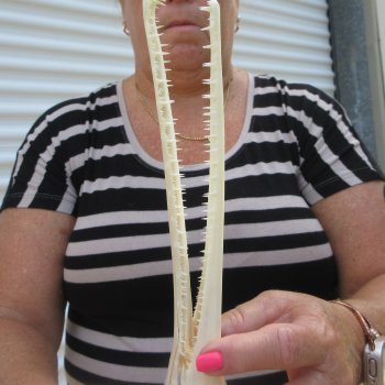 A-Grade 13" Longnose Gar Skull 