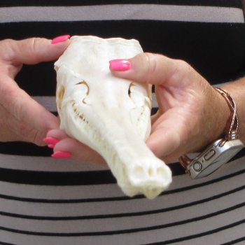 A-Grade 16" Longnose Gar Skull 