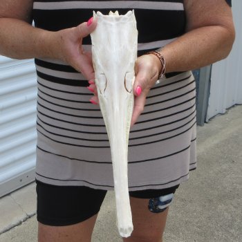 A-Grade 16" Longnose Gar Skull 