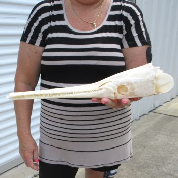 A-Grade 16" Longnose Gar Skull 