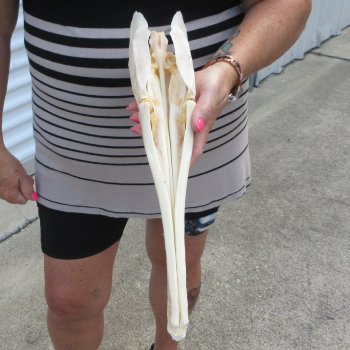 A-Grade 16" Longnose Gar Skull 