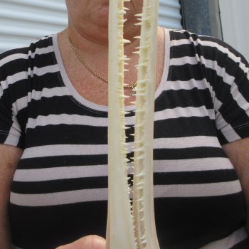 A-Grade 16" Longnose Gar Skull 