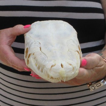 13-3/4" Louisiana Alligator Gar Skull 
