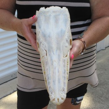 13-3/4" Louisiana Alligator Gar Skull 