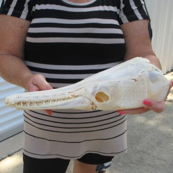 13-3/4" Louisiana Alligator Gar Skull 