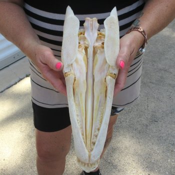 13-3/4" Louisiana Alligator Gar Skull 