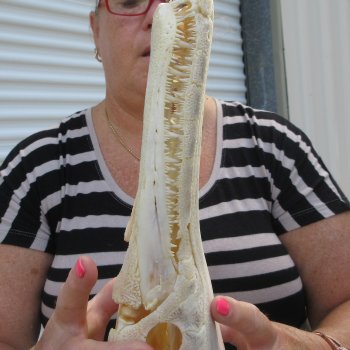 13-3/4" Louisiana Alligator Gar Skull 