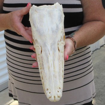 13" Louisiana Alligator Gar Skull 