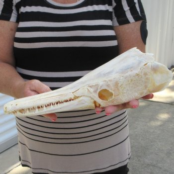 13" Louisiana Alligator Gar Skull 