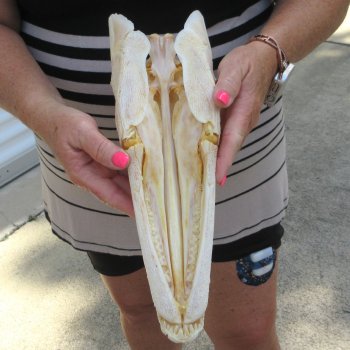 13" Louisiana Alligator Gar Skull 