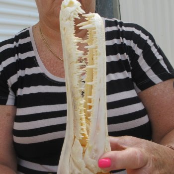 13" Louisiana Alligator Gar Skull 