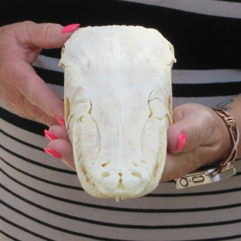 11-1/2" Louisiana Alligator Gar Skull 