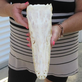 11-1/2" Louisiana Alligator Gar Skull 