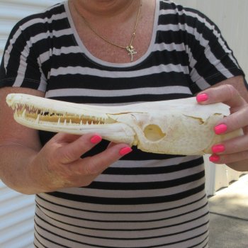 11-1/2" Louisiana Alligator Gar Skull 