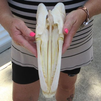 11-1/2" Louisiana Alligator Gar Skull 