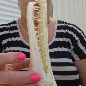 11-1/2" Louisiana Alligator Gar Skull 