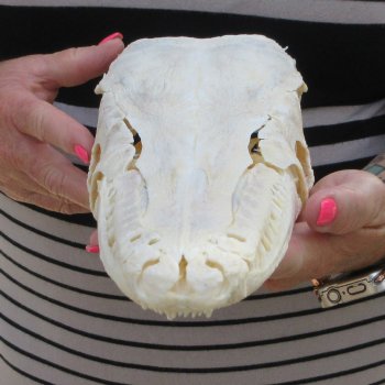 14" Louisiana Alligator Gar Skull 