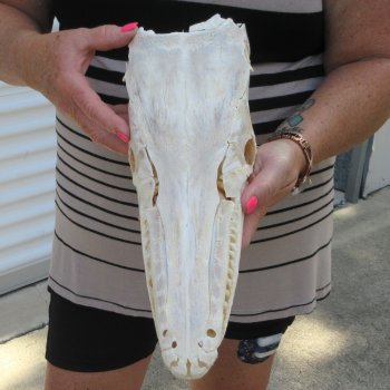 14" Louisiana Alligator Gar Skull 