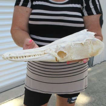 14" Louisiana Alligator Gar Skull 