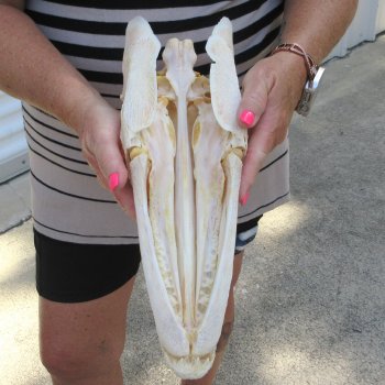 14" Louisiana Alligator Gar Skull 