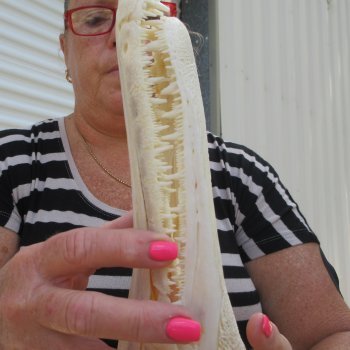 14" Louisiana Alligator Gar Skull 