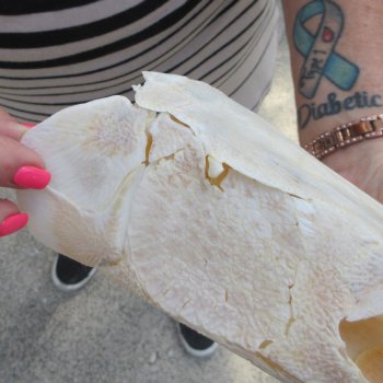 14" Louisiana Alligator Gar Skull 