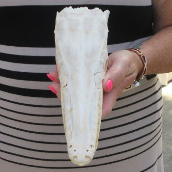 9" Louisiana Alligator Gar Skull 