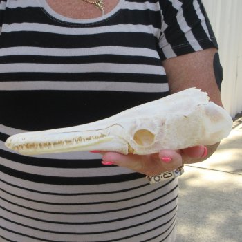 9" Louisiana Alligator Gar Skull 