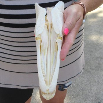 9" Louisiana Alligator Gar Skull 