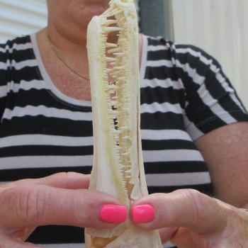 9" Louisiana Alligator Gar Skull 