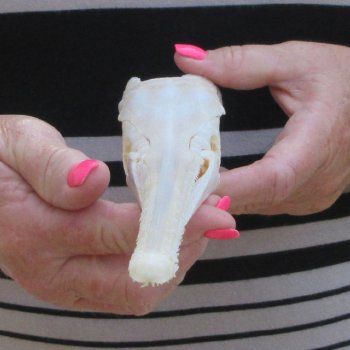 A-Grade 12-1/4" Longnose Gar Skull 
