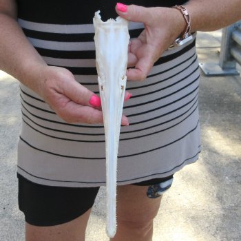 A-Grade 12-1/4" Longnose Gar Skull 