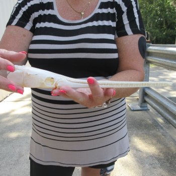 A-Grade 12-1/4" Longnose Gar Skull 