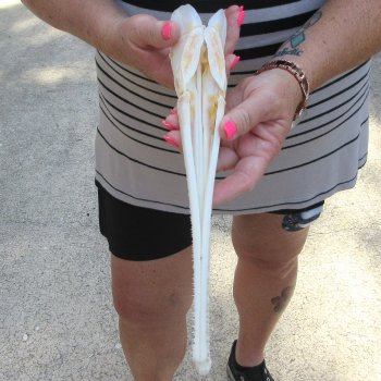 A-Grade 12-1/4" Longnose Gar Skull 